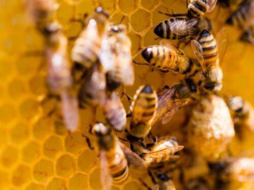 Pszczelarstwo - pasja, która ma dobroczynny wpływ na Twoje zdrowie