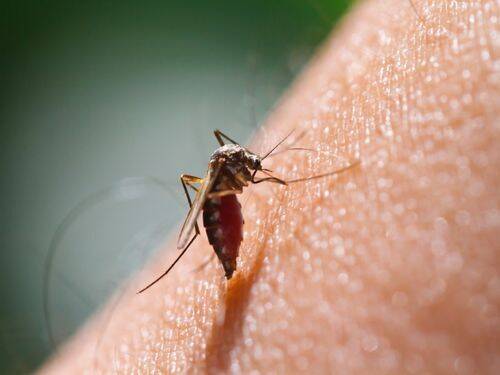Naturalne sposoby na pozbycie się komarów w ogrodzie