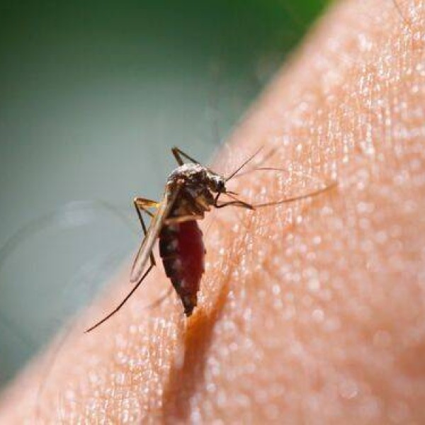 Naturalne sposoby na pozbycie się komarów w ogrodzie