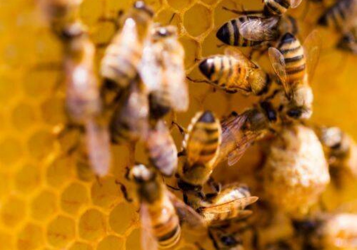 Pszczelarstwo - pasja, która ma dobroczynny wpływ na Twoje zdrowie